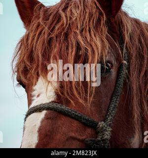 beau portrait de cheval marron regardant l'appareil photo Banque D'Images