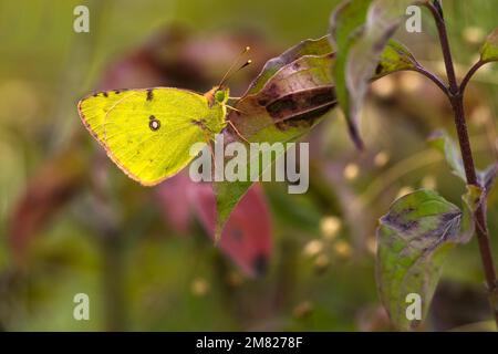 Jaune pâle (Colias hyale) reposant sur la feuille, Hesse, Allemagne Banque D'Images