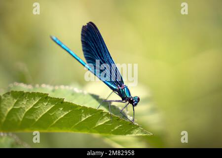 Dragonfly assis sur un congé pris en mai 2022 Banque D'Images