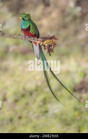 gros plan d'un quetzal mâle resplendissant perché sur une branche Banque D'Images