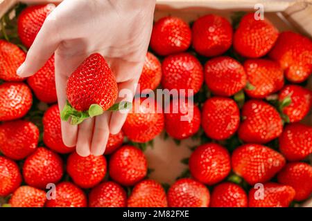 saison des baies. Fraises dans la main de l'enfant sur un fond de rang de fraise.boîte de fraise.récolte de fraise. la main d'enfant prend une fraise d'un Banque D'Images