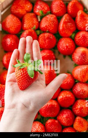 Fraises dans la main de l'enfant gros plan sur une rangée de fraises background.berry season.child main prend une fraise d'une boîte.boîte de fraise. Banque D'Images