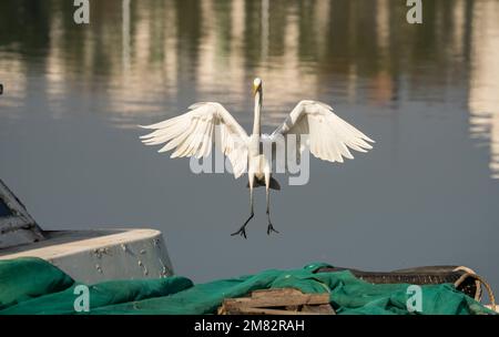 Pêche à l'Egret blanc sur un lac Banque D'Images