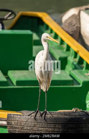 Pêche à l'Egret blanc sur un lac Banque D'Images