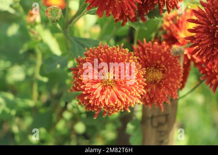 Fleur de chrysanthèmes rouges sur fond coloré Banque D'Images