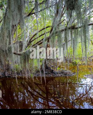 Spanish Moss suspendu au-dessus de Marsh sur le sentier côtier des Prairies, parc national des Everglades, Floride, États-Unis Banque D'Images