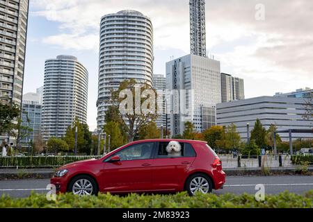 Yokohama, Kanagawa, Japon. 5th novembre 2022. Un chien qui colle la tête hors d'une fenêtre de voiture alors que son propriétaire passe. Immeubles résidentiels de grande hauteur et immeubles commerciaux de grande hauteur situés dans le quartier Shin-Takashima æ-°é«˜å³ », qui abrite le siège de nombreuses entreprises industrielles japonaises telles que Nissan et Fujifilm.Minato Mirai 21 (ã¿ãªã¨ã‚‰¿„21) est un grand développement urbain situé Ã Yokohama, au Japon. Il abrite des sites tels que la légendaire Tour du site d'intérêt de Yokohama, le centre de congrès Pacifico Yokohama et de nombreux magasins, restaurants et lieux de divertissement. Il a été prévu comme un nouveau busi central Banque D'Images