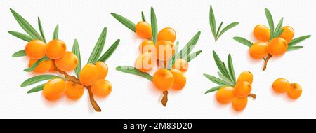 Branches d'argousier avec baies d'orange et feuilles vertes isolées sur fond transparent. Brindilles de plantes naturelles avec fruits frais de seabuckthorn, illustration réaliste de vecteur Illustration de Vecteur