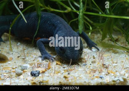 Gros plan sur un adulte aquatique femelle chinoise à ventre roux, Cynops orientalis , alimentation sous-marine sur tubifex Banque D'Images