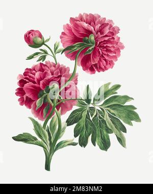 Imprimé fleuri vintage à motif de pivoines roses, remixé à partir d'œuvres d'art de John Edwards Illustration de Vecteur