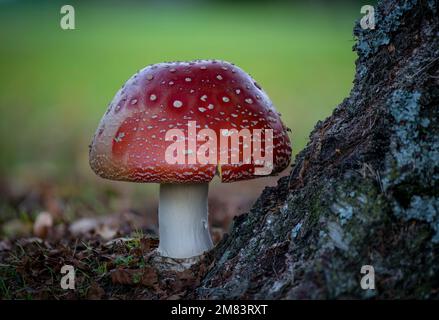 Un tabouret de crapaud agaric rouge vif qui pousse à la base d'un bouleau à fond flou Banque D'Images