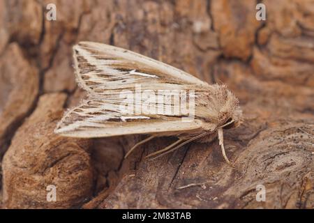 Gros plan détaillé sur un album méditerranéen de Mythimna, wainscot owlet Moth, assis sur bois Banque D'Images