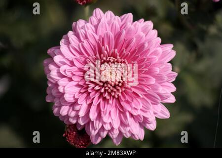 Rose rose rose rose Chrysanthemum × fleurs de morifolium en fleur : (pix Sanjiv Shukla) Banque D'Images