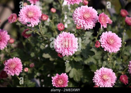 Rose rose rose rose Chrysanthemum × fleurs de morifolium en fleur : (pix Sanjiv Shukla) Banque D'Images
