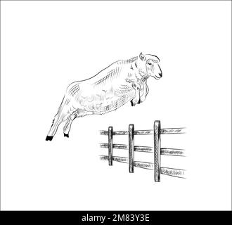 Des moutons dessinés à la main sautant sur l'illustration du vecteur de clôture sur fond blanc Illustration de Vecteur