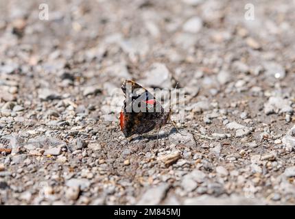 Un amiral rouge se trouve sur un sol pierreux. Gros plan papillon. Vanessa atalanta. Banque D'Images
