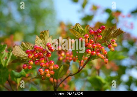Rose Guelder, Viburnum opulus. Plantez avec des baies rouges en gros plan. Banque D'Images
