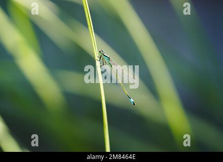 Un bleuet commun sur une lame d'herbe. Gros plan sur les insectes. Ischnula elegans. Banque D'Images