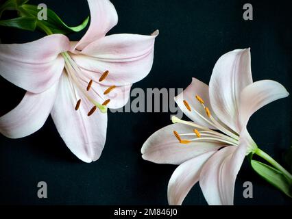 Deux lilas Stargazer roses sur fond noir Banque D'Images