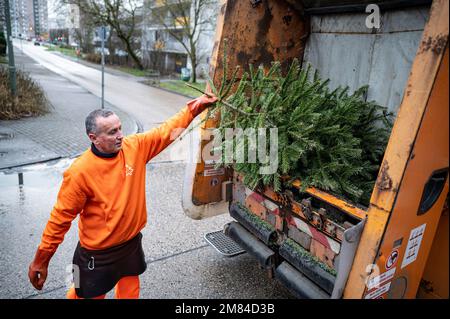 Berlin, Allemagne. 12th janvier 2023. Thomas Schulze, chauffeur du Berliner Stadtreinigungsbetriebe (BSR), dispose d'arbres de Noël désaffecté à Berlin Hohenschönhausen. Entre 7 janvier et 20, 2023, il y aura deux dates de collecte par district. Credit: Fabian Sommer/dpa/Alay Live News Banque D'Images