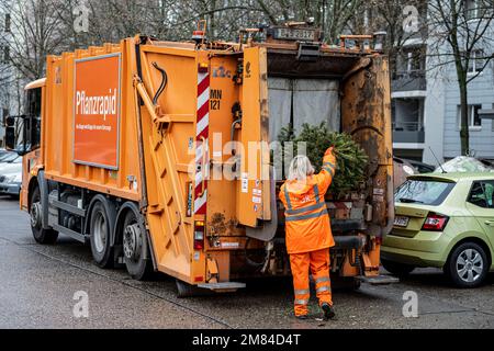 Berlin, Allemagne. 12th janvier 2023. Un employé du Berliner Stadtreinigungsbetriebe (BSR) recueille les arbres de Noël rejetés à Berlin Hohenschönhausen. Entre 7 janvier et 20, 2023, il y aura deux dates de collecte par district. Credit: Fabian Sommer/dpa/Alay Live News Banque D'Images