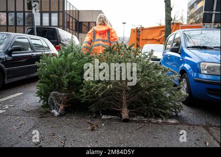 Berlin, Allemagne. 12th janvier 2023. Un employé du Berliner Stadtreinigungsbetriebe (BSR) recueille les arbres de Noël rejetés à Berlin Hohenschönhausen. Entre 7 janvier et 20, 2023, il y aura deux dates de collecte par district. Credit: Fabian Sommer/dpa/Alay Live News Banque D'Images