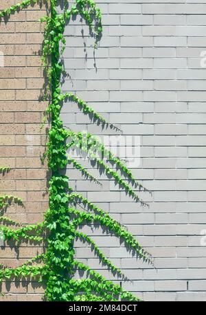 Mur de briques avec fond vert de réducteur de vigne, teinte de couleur appliquée. Banque D'Images