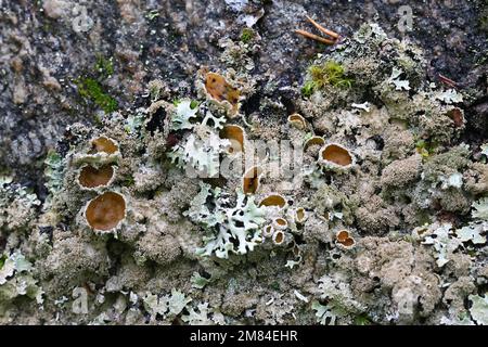 Xanthoparmelia conspersa, communément connu sous le nom de bouclier rocailleux à grains de poivre, un lichen qui pousse sur la surface rocheuse en Finlande Banque D'Images