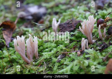 Lentaria byssiseda, un champignon de corail qui pousse sur le tronc de chêne, pas de nom anglais commun Banque D'Images