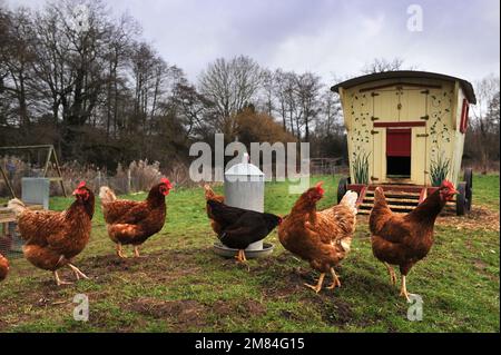 Poules de gamme libre avec une maison de poule de style mobil-home gitan. Banque D'Images