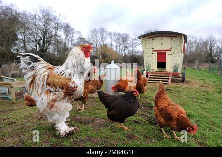 Poulets de gamme libre, y compris la race de Brahma plus grande avec une maison de poule de style mobil-home gitane. Banque D'Images