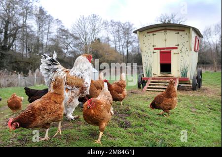 Poulets de gamme libre, y compris la race de Brahma plus grande avec une maison de poule de style mobil-home gitane. Banque D'Images