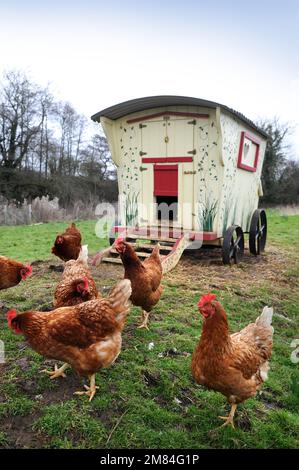 Poules de gamme libre avec une maison de poule de style mobil-home gitan. Banque D'Images