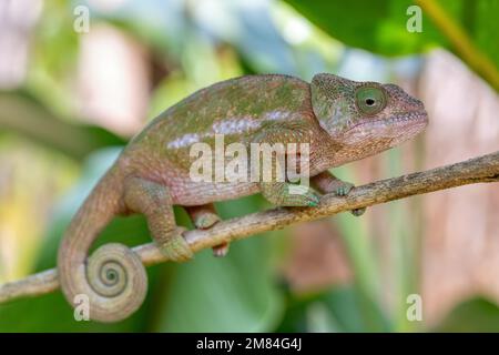 Caméléon à cornes de globe ou caméléon à catumma (Calumma globifer) Femme, réserve Peyrieras Madagascar exotique, Madagascar animal sauvage Banque D'Images