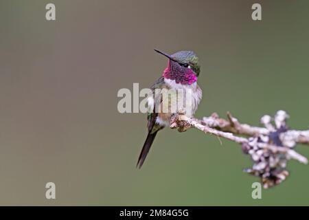 Amethyst Woodstar, Salesopolis, SP, Brail, août 2022 Banque D'Images