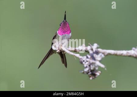 Amethyst Woodstar, Salesopolis, SP, Brail, août 2022 Banque D'Images