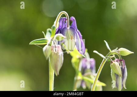 orchidée sauvage bleu-violet sur un pré vert. Photo de fleur de la nature. Photo paysage Banque D'Images