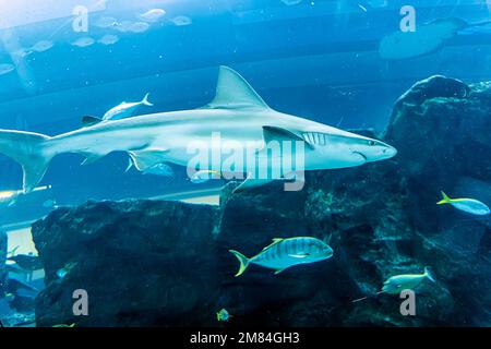 Le requin nage dans un grand aquarium parmi les poissons Banque D'Images