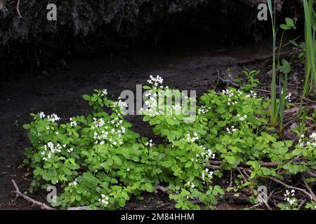 Grand Bittercress, Cardamine amara, la floraison sur une rive du fleuve Banque D'Images