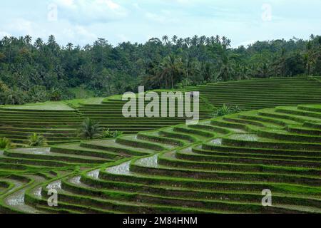 Les rizières de Bali capturent lors d'une randonnée dans la campagne de bali (région de Tabanan). Banque D'Images