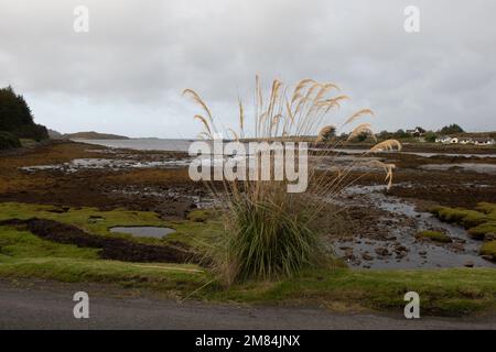 Pampas Grass, Bunessan, île de Mull, Écosse, Royaume-Uni Banque D'Images