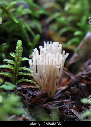 Ramaria gracilis, connue sous le nom de champignon corallien mince, champignon sauvage de Finlande Banque D'Images