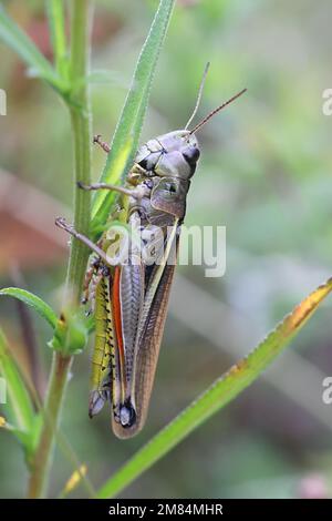 Stethophyma grossum, coomonly connu sous le nom de grand sauterelle de marais, insecte de Finlande Banque D'Images