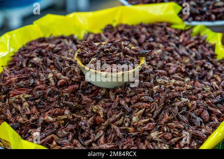 Chapulines ou sauterelles grillées à vendre au marché Benito Juarez à Oaxaca, au Mexique. Les sauterelles sont grillées sur une comale avec de l'ail, de la chaux Banque D'Images