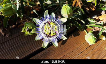 Fleurs de la plante de Passiflora, la fleur de la passion Banque D'Images