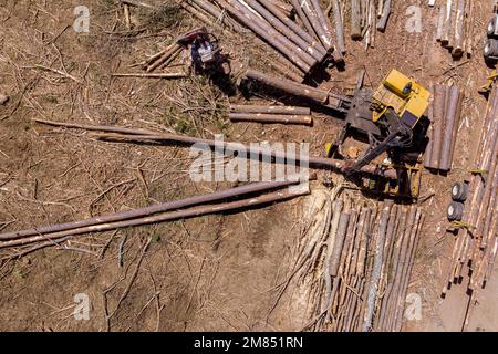 Un opérateur de grumes de chargement de grue en bois qui sera transporté vers un gros camion de transport après qu'ils ont été abattus Banque D'Images