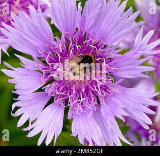 Macro d'une fleur de Stokesia rose-violet avec une abeille bourdonneuse se nourrissant au centre Banque D'Images