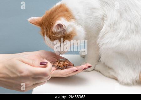 le propriétaire nourrit le chat avec une cuillère. le propriétaire alimente le chaton. chaton mangeant de la nourriture humide. le chat mange Banque D'Images