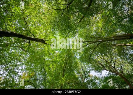 Regarder directement le ciel à travers un objectif grand angle dans une forêt anglaise d'été. Banque D'Images