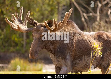 Orignal bull broutage (Alces alces) tête portrait. Photographié au Parc animalier de Sainte-Croix est un zoo français spécialisé dans la faune européenne, loga Banque D'Images
